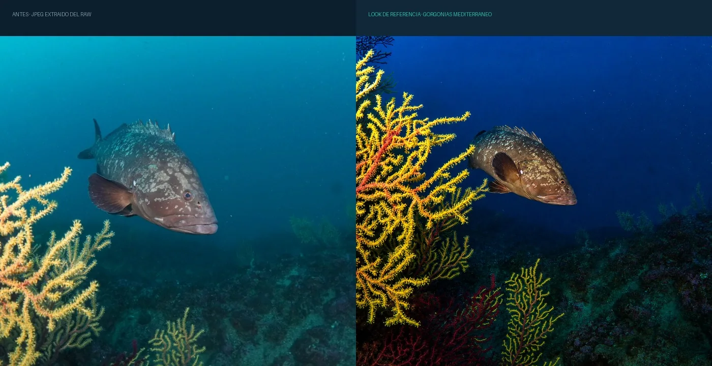 Comparación de una fotografía submarina antes y después del look Gorgonias Mediterráneo
