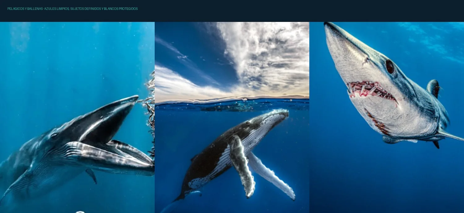 Muestras de ballenas y tiburones para el preset Pelágicos y Ballenas